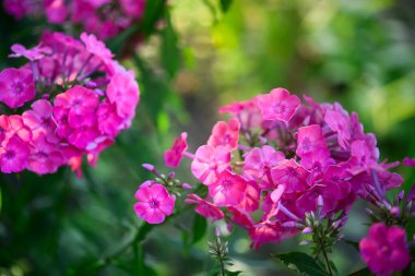 Plox (Phlox paniculata), canlı yaz çiçekleri. Güneşli bir günde bahçede çiçek açan fenomen dalları. Yumuşak bulanık seçici odak.