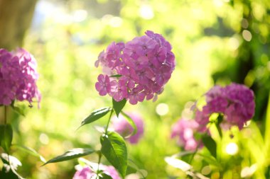 Plox (Phlox paniculata), canlı yaz çiçekleri. Güneşli bir günde bahçede çiçek açan fenomen dalları. Yumuşak bulanık seçici odak.
