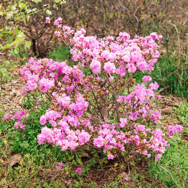 兰花杜鹃 Rhododendron Caucasicum Rhododendron Ponticum Var Album 在花园里 花牌在阳光灿烂的日子里 — 图库照片