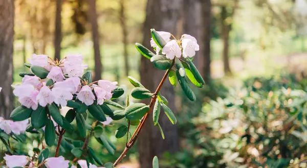 Varietal Cunningham Rhododendron Rhododendron Caucasicum Rhododendron Ponticum Var Album Jardim — Fotografia de Stock