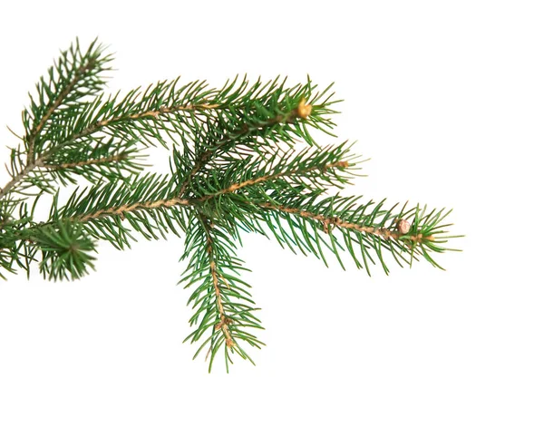 Tak Van Kerstboom Geïsoleerd Witte Achtergrond — Stockfoto