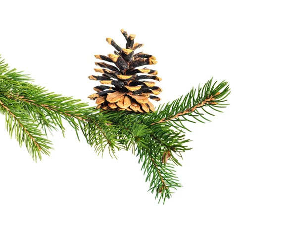 Tak Van Kerstboom Met Kegels Geïsoleerd Witte Achtergrond — Stockfoto