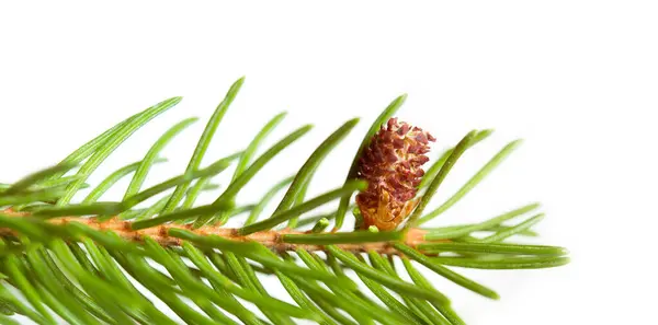 Rama Del Árbol Navidad Con Conos Aislados Sobre Fondo Blanco —  Fotos de Stock