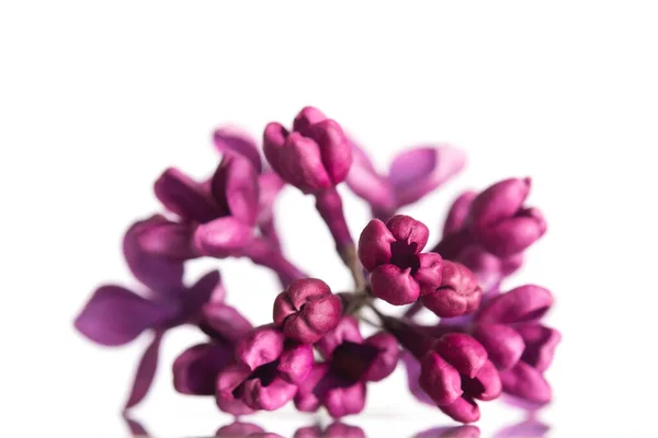 Purple Lila Bloem Closeup Geïsoleerd Witte Achtergrond — Stockfoto