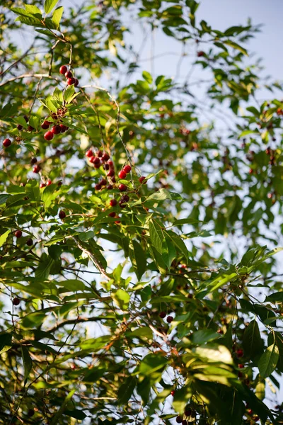 红熟樱桃白羊座 夏天菜园里的树 — 图库照片