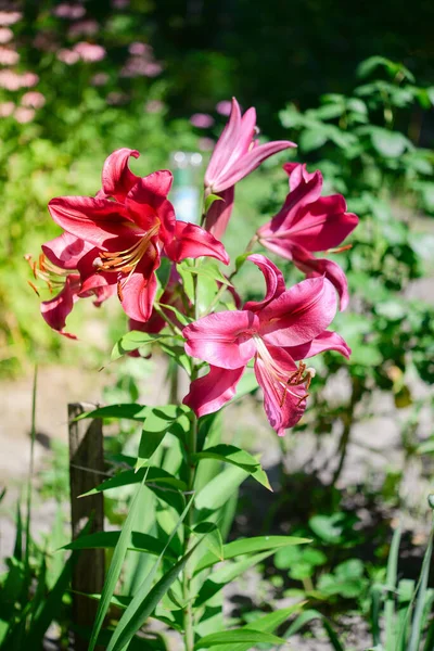 Vacker Lilja Blomma Bakgrund Gröna Blad Lily Blommar Trädgården Bakgrundskonsistens — Stockfoto