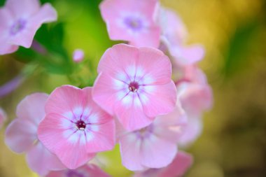 Plox (Phlox paniculata), canlı yaz çiçekleri. Güneşli bir günde bahçede çiçek açan fenomen dalları. Yumuşak bulanık seçici odak.