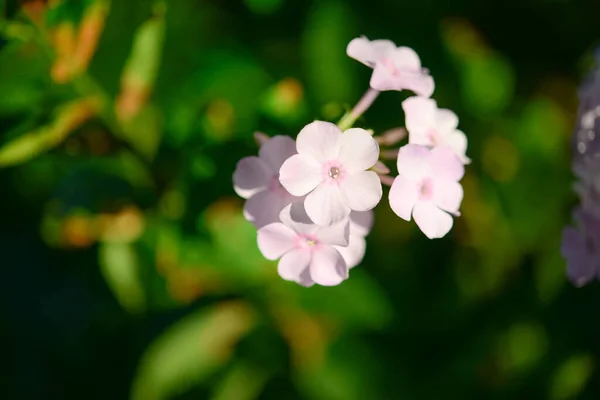 Gartenphlox Phlox Paniculata Kräftige Sommerblumen Blühende Phloxzweige Garten Einem Sonnigen — Stockfoto