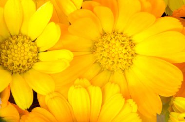 Taze organik takvim çiçekleri. Parlak turuncu kadife çiçeklerinin üniforma arka planı. Yakın çekim, üst görünüm.