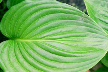 Güzel taze yeşil bir yaprak. Bitkinin güzel ve anlamlı bir yapısı var..