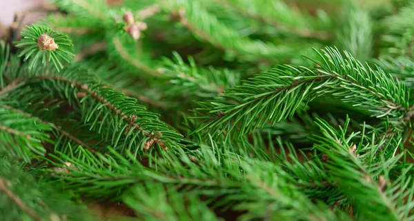 クリスマスお祝いグリーティングカードデザインのための緑のモミの枝の背景 — ストック写真