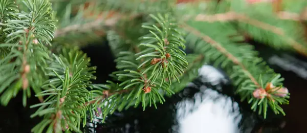 Hintergrund Der Grünen Tannenzweige Für Weihnachten Neujahrsfeier Grußkarte Design — Stockfoto