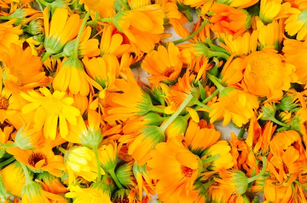 Fresh Organic Calendula Flowers Background Uniform Background Bright Orange Marigold — Stock Photo, Image