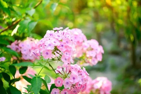 Gartenphlox Phlox Paniculata Kräftige Sommerblumen Blühende Phloxzweige Garten Einem Sonnigen — Stockfoto