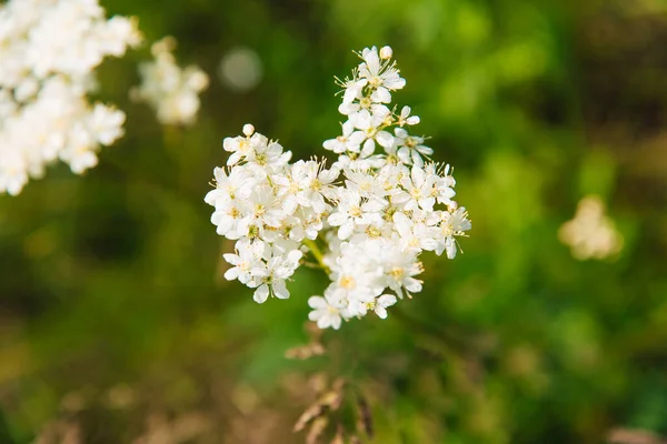 Meadowsweet Labaznik Лат Filipndula Рід Багаторічних Трав Родини Rosaceae Лук — стокове фото