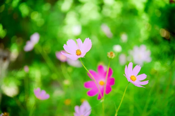 Cosmos Flowers Beautiful Garden Close Postcard Space Your Text — Stock Photo, Image
