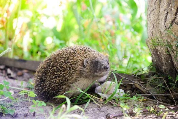 Hedgehog Наукова Назва Erinaceus Europaeus Дикий Аборигенний Європейський Їжак Зустрічається — стокове фото