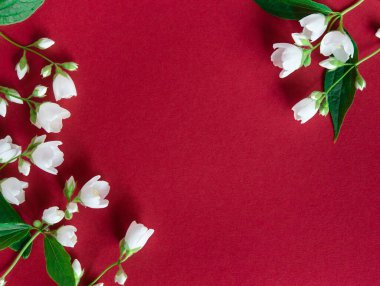 Kırmızı arka planda güzel beyaz yasemin çiçekleri. Düğün, doğum günü, parti ya da diğer kutlamalar için fotokopi odası olan daire..