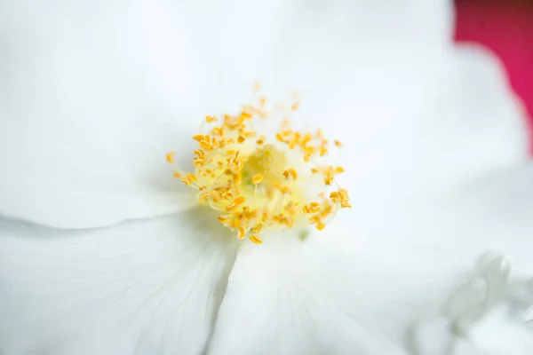 Збільшений Розмір Білої Троянди Suaveolens Квітки Розарій Варять Чай — стокове фото