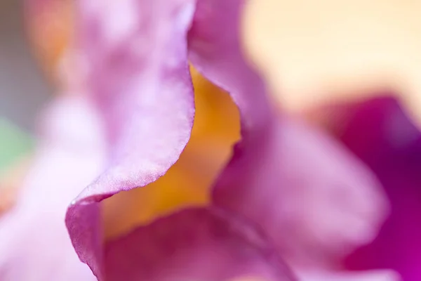 Крупним Планом Рожева Іриса Квітковий Фон Неглибокою Глибиною Різкості — стокове фото