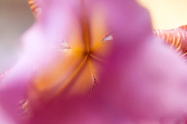Крупним Планом Рожева Іриса Квітковий Фон Неглибокою Глибиною Різкості — стокове фото