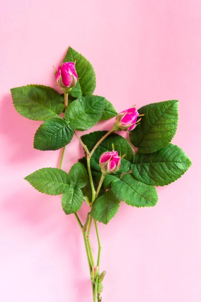Όμορφα Λουλούδια Τρία Μπουμπούκια Τριαντάφυλλου Ροζ Φόντο Επίπεδη Lay Χώρο — Φωτογραφία Αρχείου