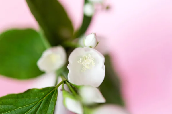 Belles Fleurs Jasmin Blanc Sur Fond Rose Pose Plate Avec — Photo