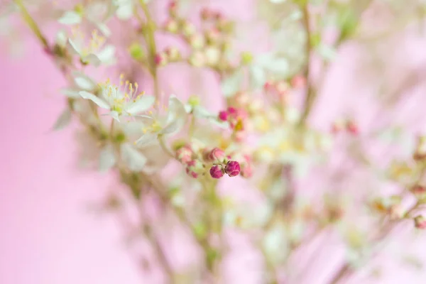 Bukett Von Mädesüß Lateinisch Filipndula Auf Rosa Hintergrund — Stockfoto