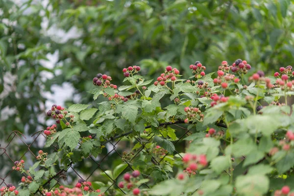花园里成熟的黑莓 带有文本复制空间的卡片 — 图库照片