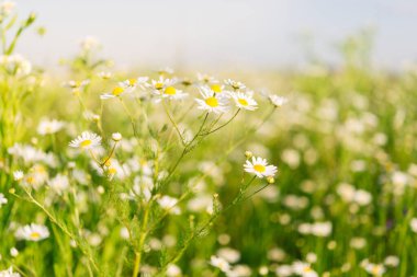 Çiçek açan papatya çiçekleri olan bir yaz çayırı. Küçük yapraklı bahçe çiçekleri ılık bir yaz gününde çimenlikte.