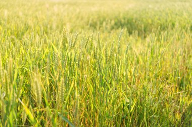 Buğday tarlaları. Olgunlaşan buğday kulakları. Güzel doğal manzara. Parlak güneş ışığında kırsal alanlar. Buğday tarlası olgunlaşıyor. Zengin hasat kavramı.