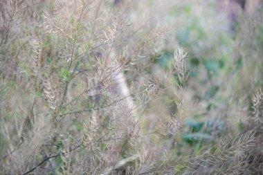 Kuru ince çimenler, doğal arka plan.