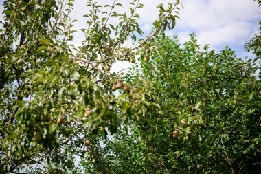 Ağaçta olgun erikler