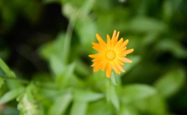 Calendula (Calendula officinalis, marigold, ruddles) çiçeği yeşil doğal yaz arka planında. Şifalı bitkinin yaprakları, bitki yaprakları. Calendula tıbbi alan bitkisi.