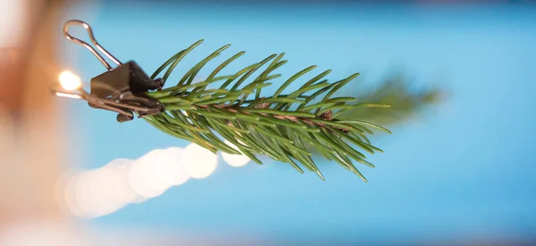 冷杉的分枝在浅蓝色的背景上 圣诞卡模板 — 图库照片