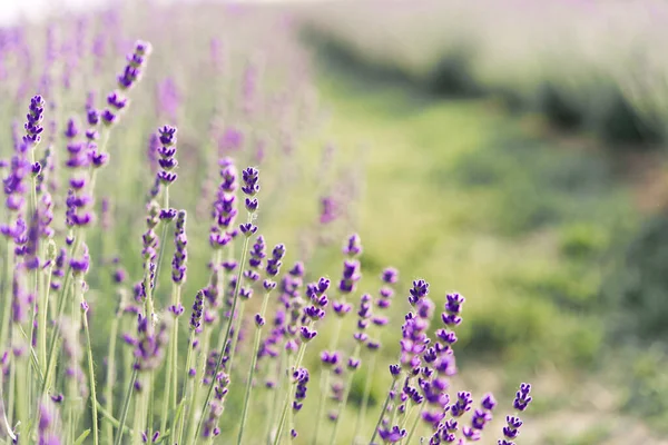 Panorama Van Lavendelveld Morgens Zomer Wazige Achtergrond Zomer Lavendel Bloemen — Stockfoto