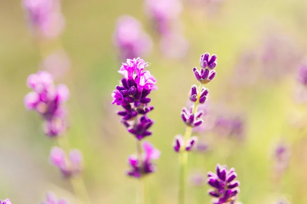 Panorama Del Campo Lavanda Mañana Verano Borroso Fondo Lavanda Verano — Foto de Stock