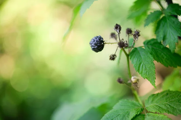 花园里成熟的黑莓 带有文本复制空间的卡片 — 图库照片