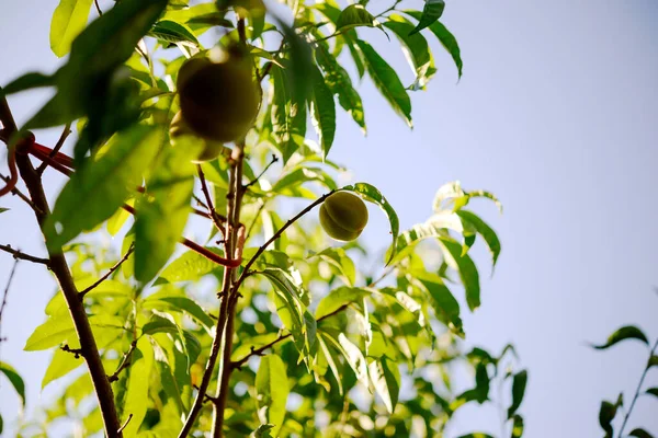 晴れた夏の日に庭の桃の木の枝に桃 — ストック写真