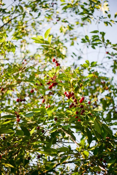 Red Ripe Cherry Bobule Strom Letní Zeleninové Zahradě — Stock fotografie