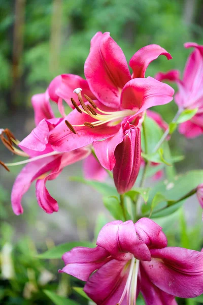 Vacker Lilja Blomma Bakgrund Gröna Blad Lily Blommar Trädgården Bakgrundskonsistens — Stockfoto