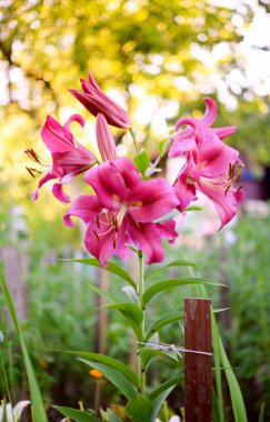 Yeşil yapraklardan oluşan bir arka planda güzel zambak çiçeği. Bahçedeki Lily çiçekleri. Burgonya tomurcuklu arka plan dokusu. Çeşit çeşit zambak kırmızısı çiçekleri olan bir çiçek resmi.