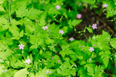 Violet Geranium sylvaticum veya Woodland Sardunya çiçekleri, yaz arkaplanı