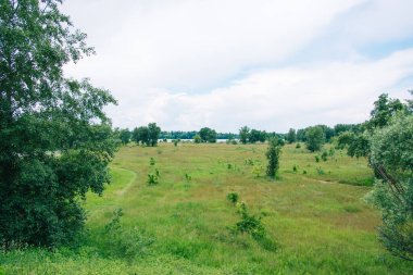 Taze yeşil yapraklı büyük ağaçlı yaz çayırı. Güneşli bir gün.