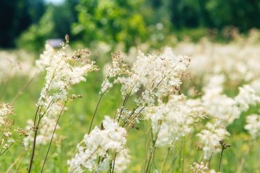 Meadowsweet veya Labaznik (lat. Filipndula (Filipndula), Rosaceae familyasından bir bitki türü. Güneşli bir yaz gününde çayır.