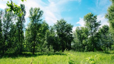 Taze yeşil yapraklı büyük ağaçlı yaz çayırı. Güneşli bir gün.