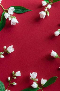 Kırmızı arka planda güzel beyaz yasemin çiçekleri. Düğün, doğum günü, parti ya da diğer kutlamalar için fotokopi odası olan daire..