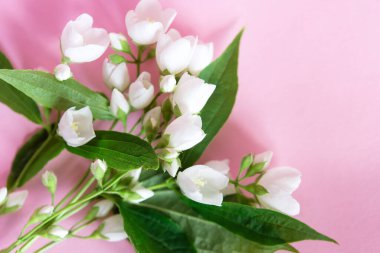 Pembe arka planda güzel beyaz yasemin çiçekleri. Düğün, doğum günü, parti ya da diğer kutlamalar için fotokopi odası olan daire..