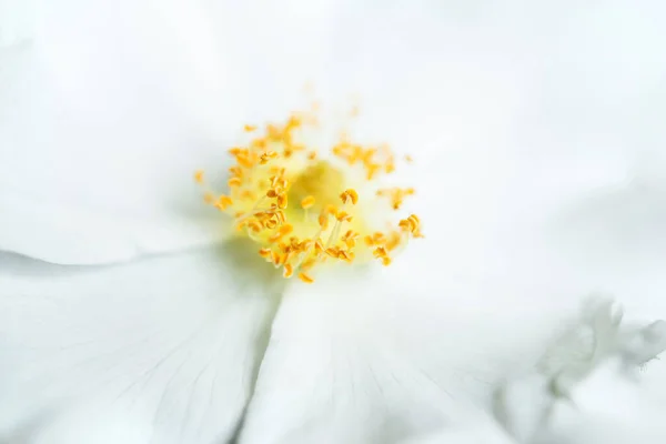 Збільшений Розмір Білої Троянди Suaveolens Квітки Розарій Варять Чай — стокове фото