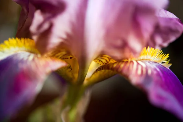 ピンクの虹彩を閉じて 草丈が浅い花の背景 — ストック写真